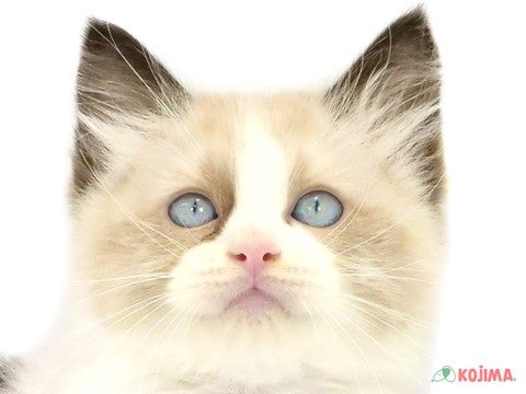 茨城県のラグドール (コジマイーアスつくば店/2024年3月17日生まれ/男の子/シールポイントバイカラー)の子猫