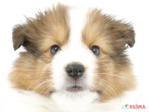 東京都のシェットランドシープドッグ (コジマ国領店/2024年3月15日生まれ/男の子/セーブルホワイト)の子犬