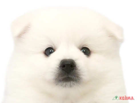 茨城県の日本スピッツ (コジマイーアスつくば店/2024年3月16日生まれ/男の子/ホワイト)の子犬