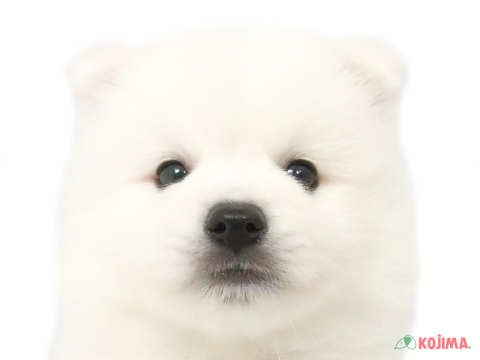 東京都の日本スピッツ (コジマ竹ノ塚店/2024年3月15日生まれ/男の子/ホワイト)の子犬