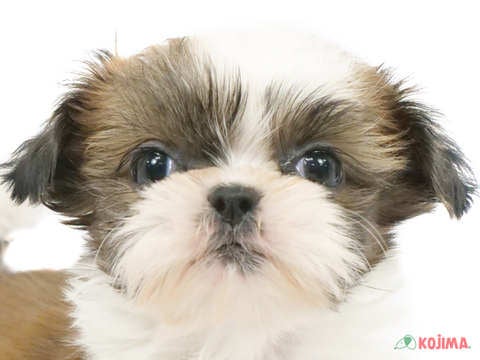 千葉県のシーズー (コジマウエルケアセンター/2024年3月16日生まれ/女の子/ホワイトゴールド)の子犬