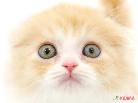埼玉県のスコティッシュフォールド (コジマ戸田公園店/2024年3月16日生まれ/男の子/クリームタビーホワイト)の子猫