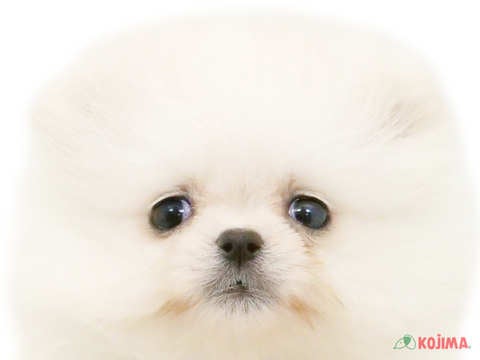 東京都のポメラニアン (コジマGRAND亀戸店/2024年3月15日生まれ/女の子/ホワイト)の子犬