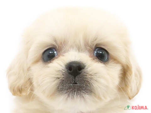 千葉県のハーフ犬 (コジマウエルケアセンター/2024年3月16日生まれ/女の子/クリーム)の子犬