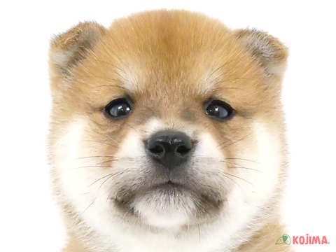 茨城県の柴犬(標準サイズ) (コジマイーアスつくば店/2024年3月16日生まれ/男の子/赤)の子犬