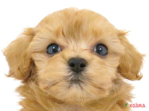 千葉県のマルプー(マルチーズ×プードル) (コジマウエルケアセンター/2024年3月16日生まれ/男の子/アプリコット)の子犬