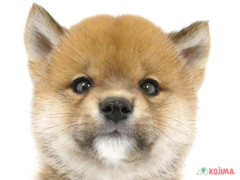 神奈川県の柴犬(標準サイズ) (コジマベイタウン横浜本牧店/2024年3月15日生まれ/男の子/赤)の子犬