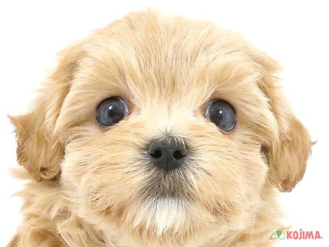東京都のマルプー(マルチーズ×プードル) (コジマ目黒店/2024年3月15日生まれ/女の子/アプリコット)の子犬