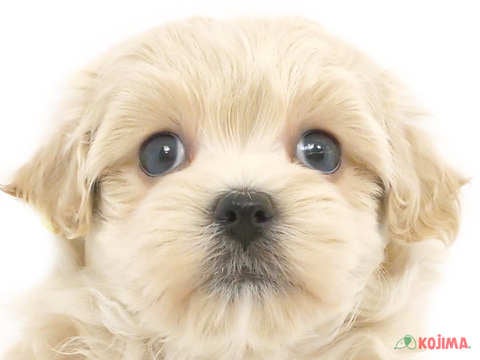 東京都のマルプー(マルチーズ×プードル) (コジマ練馬店/2024年3月15日生まれ/男の子/アプリコット)の子犬