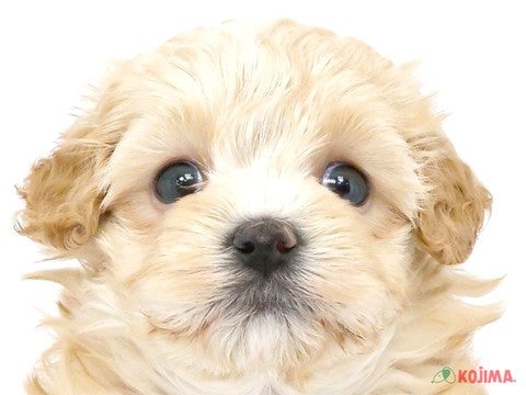 千葉県のマルプー(マルチーズ×プードル) (コジマアリオ市原店/2024年3月16日生まれ/女の子/アプリコット)の子犬
