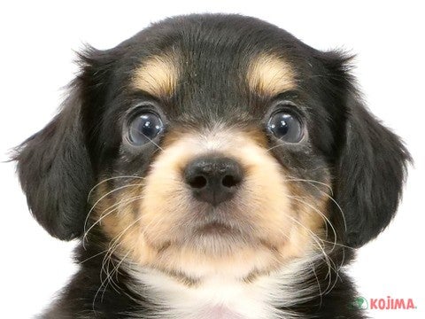 東京都のチワックス(チワワ×ダックス) (コジマ八王子店/2024年3月14日生まれ/女の子/ブラックタンホワイト)の子犬