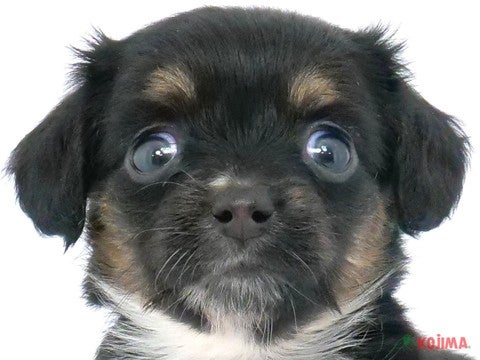 東京都のチワックス(チワワ×ダックス) (コジマ高井戸店/2024年3月14日生まれ/女の子/ブラックタンホワイト)の子犬
