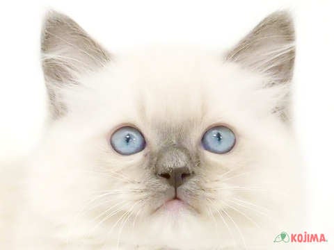 茨城県のラグドール (コジマイーアスつくば店/2024年3月15日生まれ/男の子/ブルーポイントミテッド)の子猫