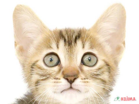 千葉県のエジプシャンマウ (コジマウエルケアセンター/2024年3月15日生まれ/女の子/ブロンズ)の子猫