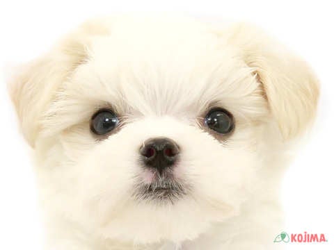 千葉県のマルチーズ (コジマウエルケアセンター/2024年3月16日生まれ/男の子/ホワイト)の子犬