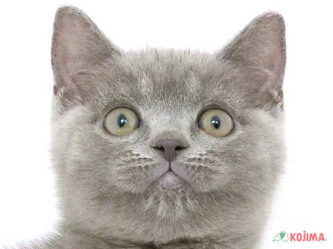 東京都のブリティッシュショートヘアー (コジマアリオ北砂店/2024年3月1日生まれ/男の子/ブルー)の子猫