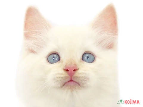 東京都のラグドール (コジマ目黒碑文谷店/2024年3月15日生まれ/男の子/レッドポイント)の子猫