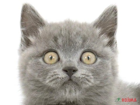 東京都のスコティッシュストレート (コジマ阿佐ヶ谷店/2024年3月14日生まれ/男の子/ブルー)の子猫