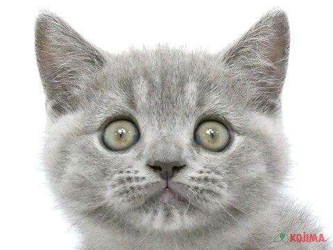 東京都のブリティッシュショートヘアー (コジマ足立店/2024年3月16日生まれ/男の子/ブルー)の子猫