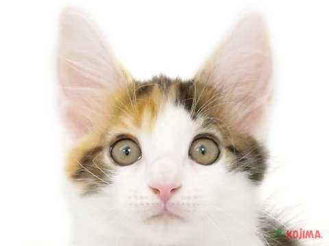 東京都のメインクーン (コジマ板橋店/2024年3月9日生まれ/女の子/ブラウンパッチドタビーホワイト)の子猫