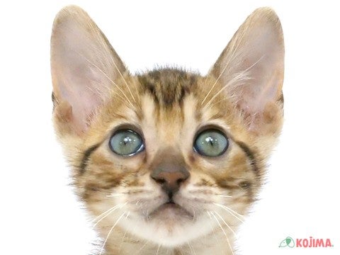 兵庫県のベンガル (コジマ明石店/2024年3月17日生まれ/男の子/ブラウンスポットタビー)の子猫