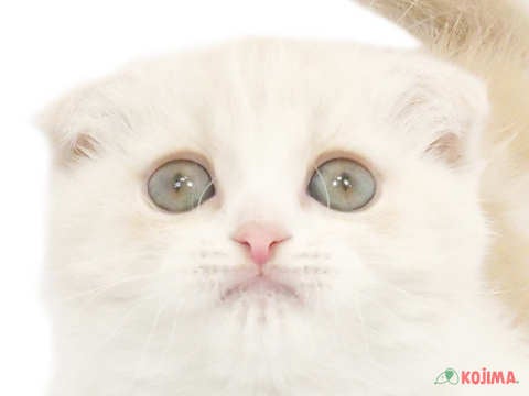 東京都のスコティッシュフォールド (コジマソコラ用賀店/2024年3月14日生まれ/男の子/クリームタビーホワイト)の子猫