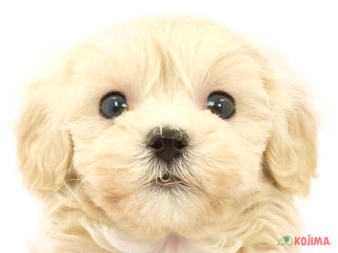 千葉県のマルプー(マルチーズ×プードル) (コジマウエルケアセンター/2024年3月15日生まれ/男の子/クリーム)の子犬