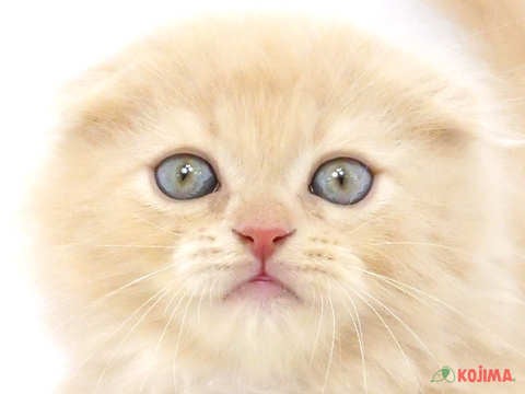 東京都のスコティッシュフォールド (コジマアリオ西新井店/2024年3月16日生まれ/女の子/クリームタビーホワイト)の子猫