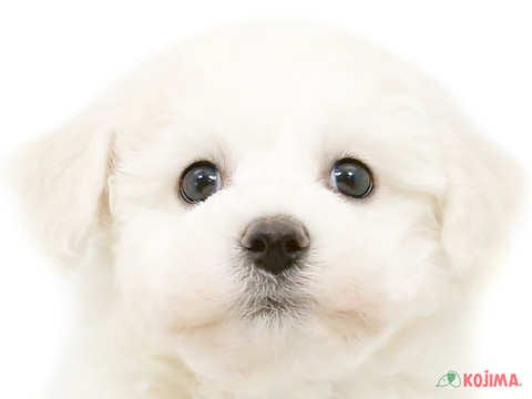 東京都のビションフリーゼ (コジマ府中店/2024年3月16日生まれ/男の子/ホワイト)の子犬