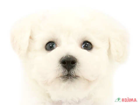 東京都のビションフリーゼ (コジマアリオ亀有店/2024年3月16日生まれ/男の子/ホワイト)の子犬