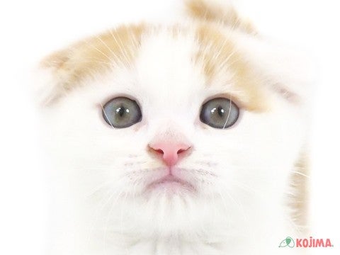 東京都のスコティッシュフォールド (コジマ西篠崎店/2024年3月17日生まれ/男の子/レッドタビーホワイト)の子猫