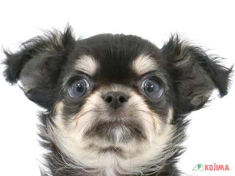 千葉県のチワワ(ロング) (コジマ四街道店/2024年3月15日生まれ/男の子/ブラックタンホワイト)の子犬