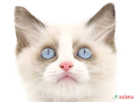 東京都のラグドール (コジマ木場店/2024年3月14日生まれ/男の子/シールポイントバイカラー)の子猫