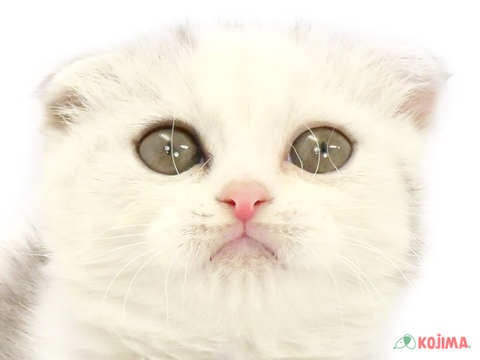 千葉県のスコティッシュフォールド (コジマアリオ蘇我店/2024年3月14日生まれ/女の子/ブルーパッチドタビーホワイト)の子猫