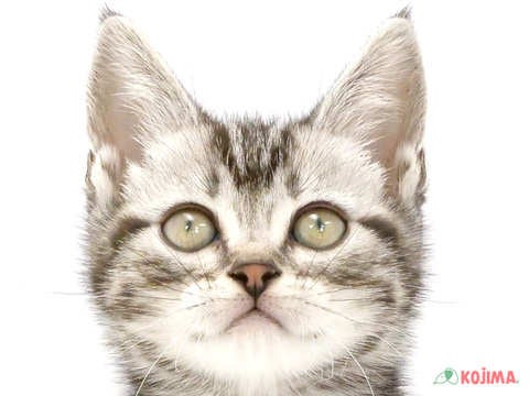 埼玉県のアメリカンショートヘアー (コジマ浦和店/2024年3月13日生まれ/男の子/シルバータビー)の子猫