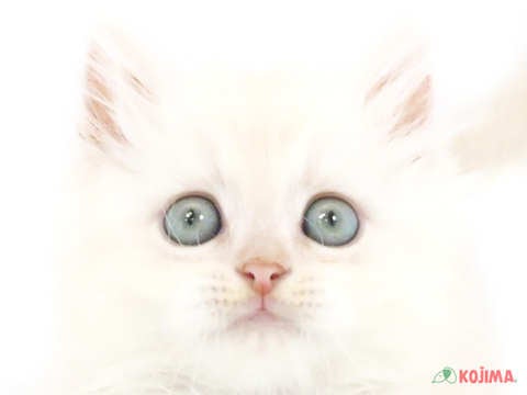 神奈川県のマンチカン (コジマニトリモール相模原店/2024年3月14日生まれ/男の子/カメオタビーホワイト)の子猫