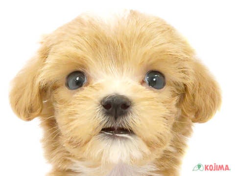 東京都のマルプー(マルチーズ×プードル) (コジマ足立店/2024年3月17日生まれ/男の子/クリーム)の子犬