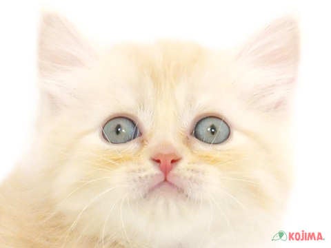 東京都のサイベリアン (コジマアリオ北砂店/2024年3月18日生まれ/女の子/クリームタビーホワイト)の子猫