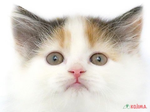 東京都のスコティッシュストレート (コジマ田端店/2024年3月16日生まれ/女の子/キャリコ)の子猫