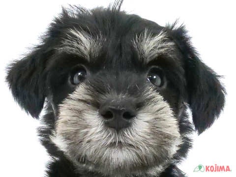 東京都のミニチュアシュナウザー (コジマ町田店/2024年3月17日生まれ/男の子/ブラックシルバー)の子犬