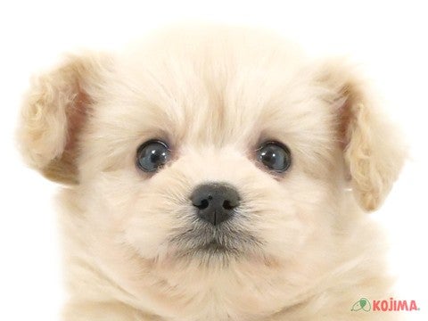 東京都のポメプー(ポメラニアン×プードル) (コジマ国立店/2024年3月17日生まれ/男の子/クリーム)の子犬