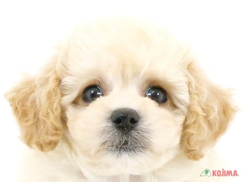 東京都のビションプー(ビションフリーゼ×プードル) (コジマ町田店/2024年3月16日生まれ/女の子/クリームホワイト)の子犬