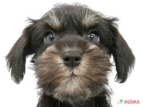 千葉県のミニチュアシュナウザー (コジマウエルケアセンター/2024年3月15日生まれ/男の子/ブラックシルバー)の子犬