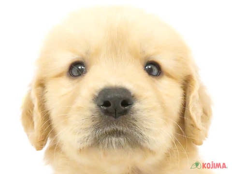 神奈川県のゴールデンレトリバー (コジマアリオ橋本店/2024年3月15日生まれ/男の子/ゴールデン)の子犬