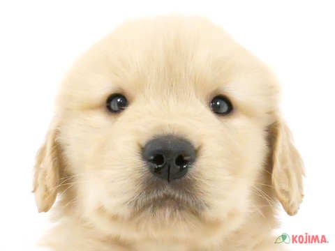 千葉県のゴールデンレトリバー (コジマウエルケアセンター/2024年3月15日生まれ/男の子/ゴールデン)の子犬