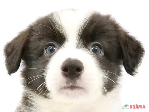 神奈川県のボーダーコリー (コジマベイタウン横浜本牧店/2024年3月16日生まれ/男の子/ブラックホワイト)の子犬