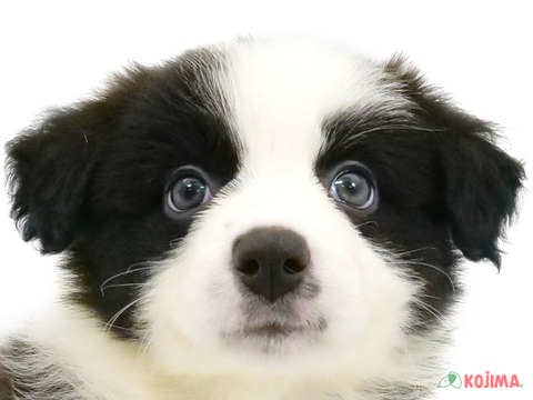 千葉県のボーダーコリー (コジマアリオ柏店/2024年3月16日生まれ/女の子/ブラックホワイト)の子犬