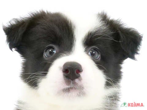 東京都のボーダーコリー (コジマアリオ北砂店/2024年3月16日生まれ/女の子/ブラックホワイト)の子犬