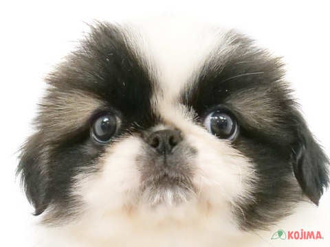 千葉県のペキニーズ (コジマウエルケアセンター/2024年3月15日生まれ/女の子/フォーンホワイト)の子犬