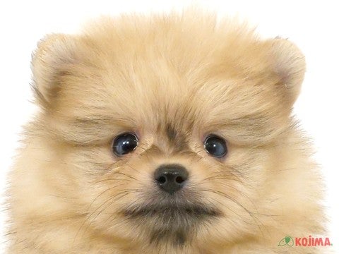 東京都のポメラニアン (コジマ府中店/2024年3月13日生まれ/男の子/ウルフセーブル)の子犬